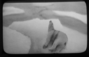 Image of Polar bear lying on ice floe, wounded